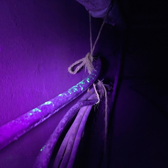 mice rat pest control kent 1