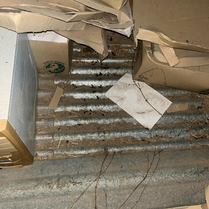 mice rat pest control kent 11