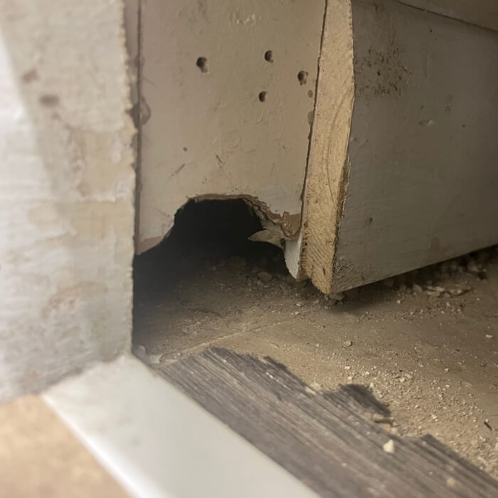 mice rat pest control kent 12