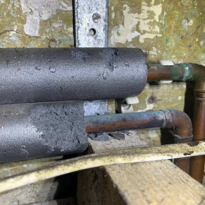 mice rat pest control kent 14