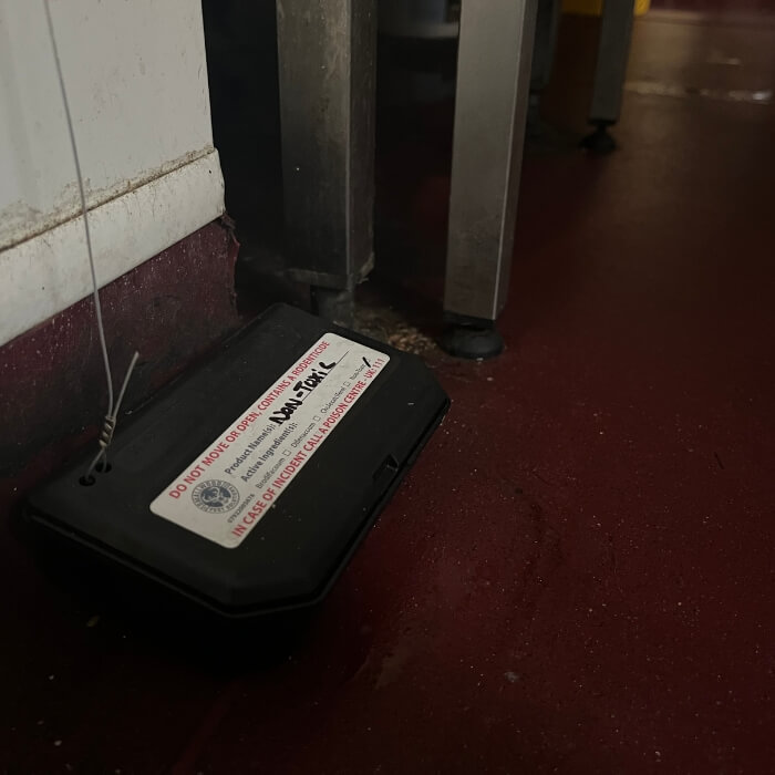 mice rat pest control kent 2