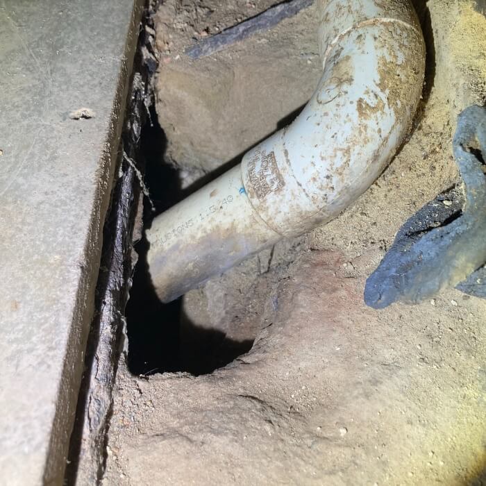 mice rat pest control kent 3