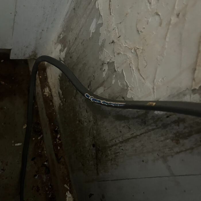 mice rat pest control kent 5