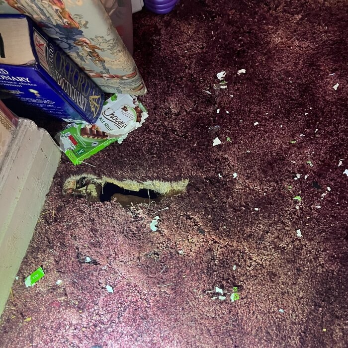 mice rat pest control kent 7