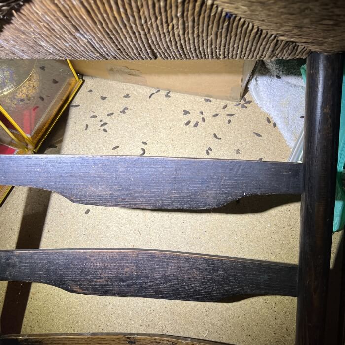 mice rat pest control kent 8