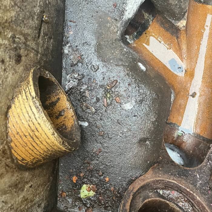 mice rat pest control kent 9